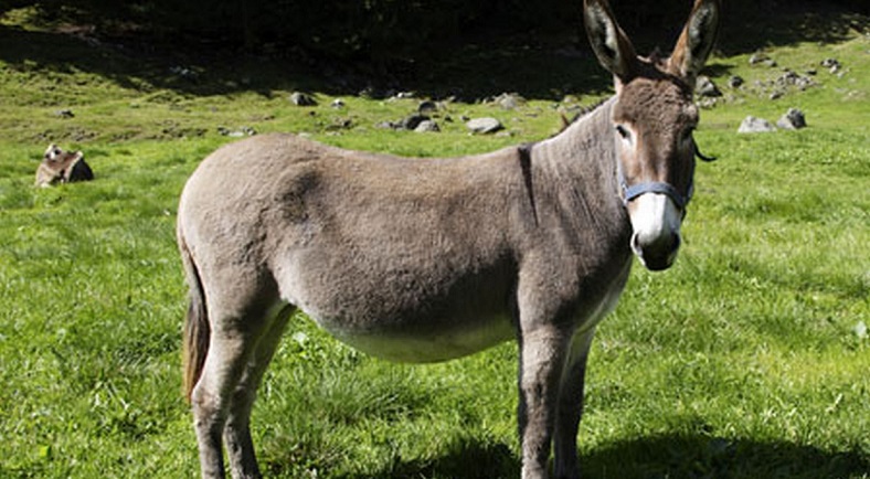 Image result for donkey